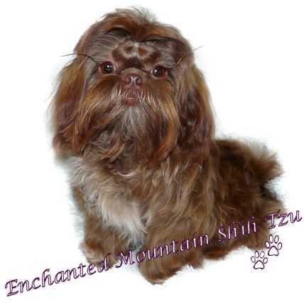 Enchanted Mountains Rocky Road | Shih Tzu 