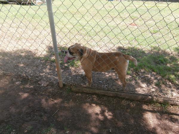 Gallant's Doc Holiday | Olde English Bulldogge 