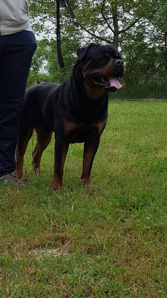 Mr. Dorian Grej del Vecchio Rott | Rottweiler 