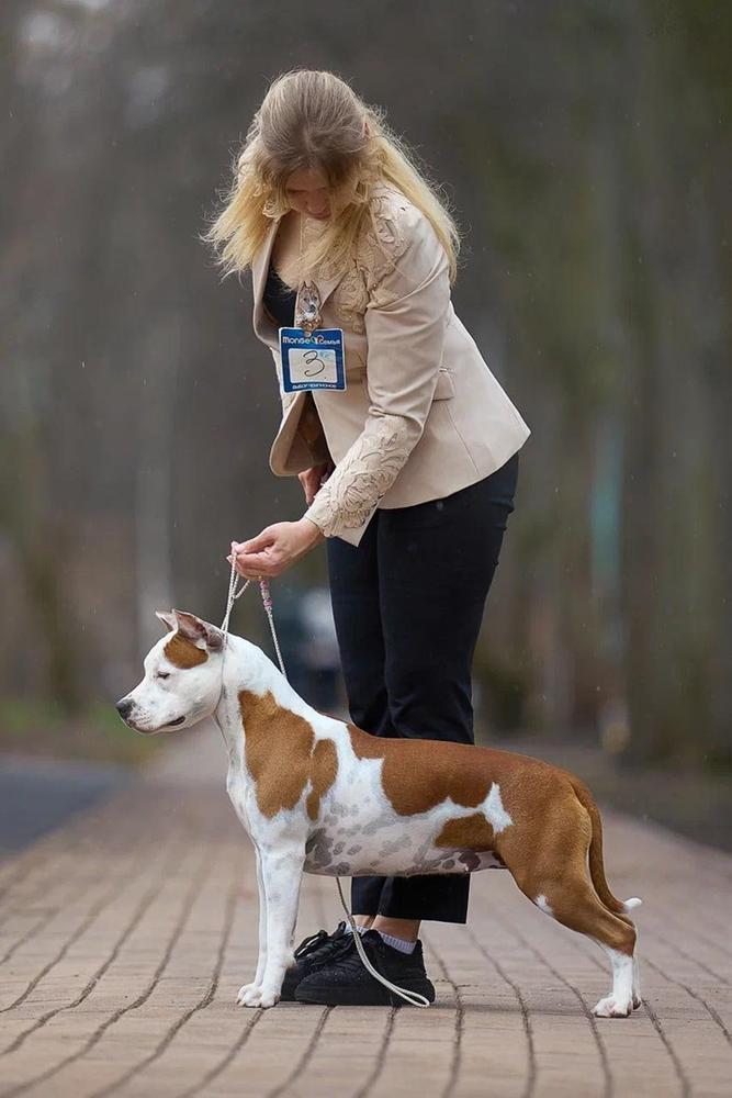 Denvers Elite Redmoon | American Staffordshire Terrier 