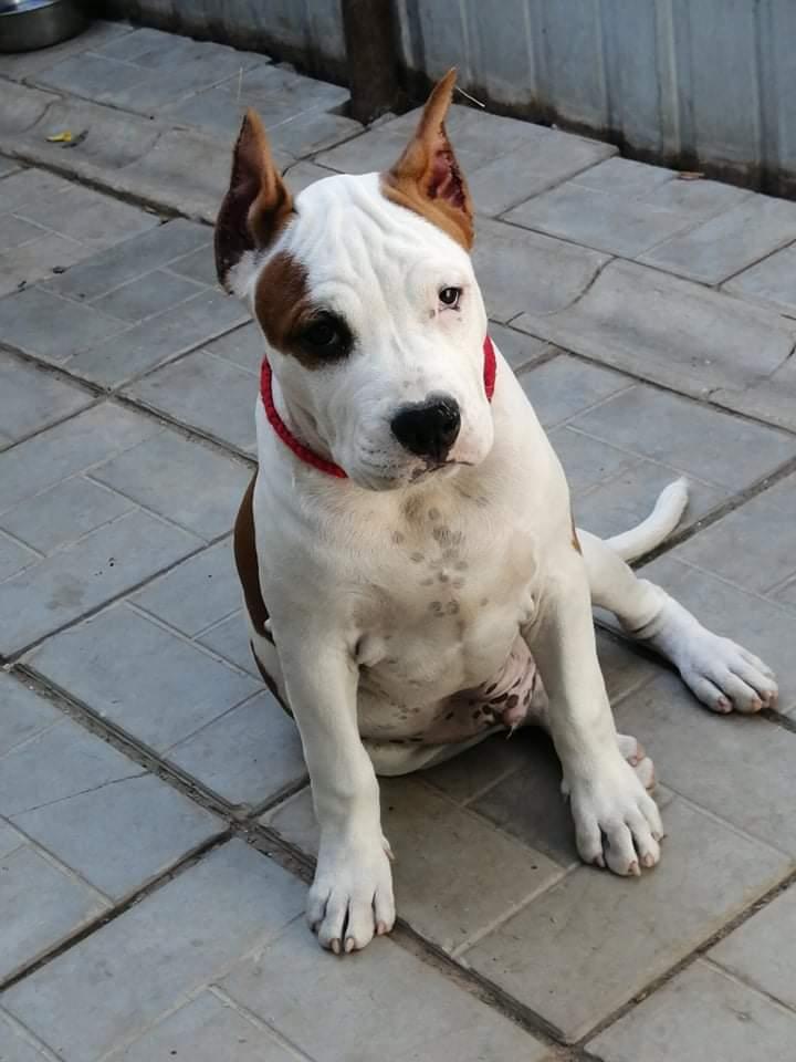 AST POINT CLUB YARKIY SVET | American Staffordshire Terrier 