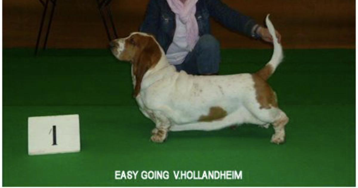 Easy Going van Hollandhein | Basset Hound 