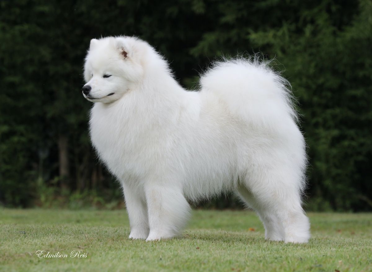 RADOST ZHIZNI EL RICO AT NORDIC'S KARIRI | Samoyed 