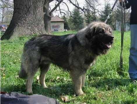 Marki-Samuraj | Yugoslavian Shepherd Dog-Sarplaninac 