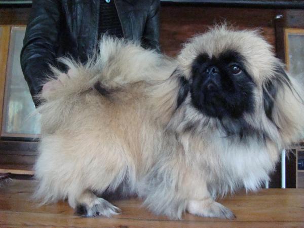 Happy Bred | Pekingese 