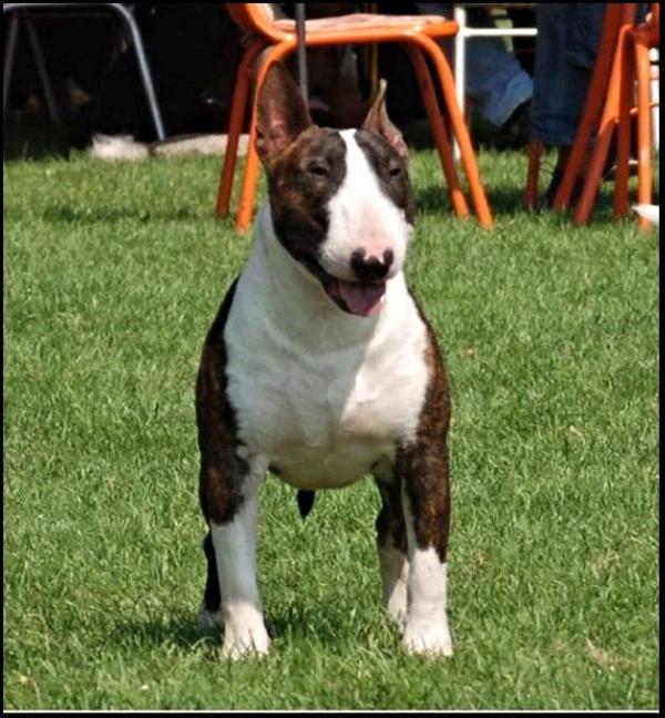 Ghost Rider From the Hood | Bull Terrier 