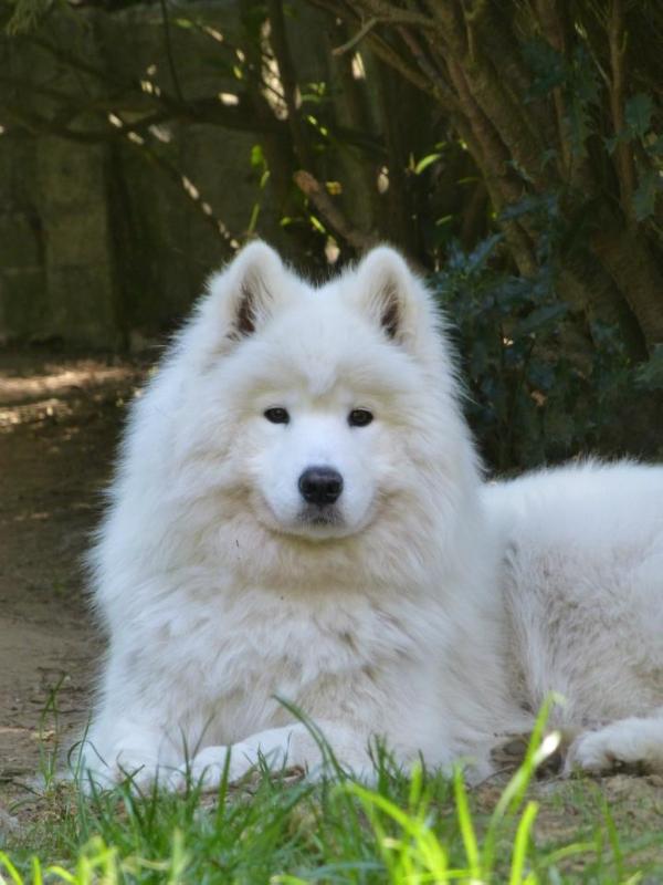 Sonata Arctica Bregga O'Snowstar | Samoyed 