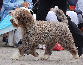 Zorrazo Ufano | Spanish Water Dog 