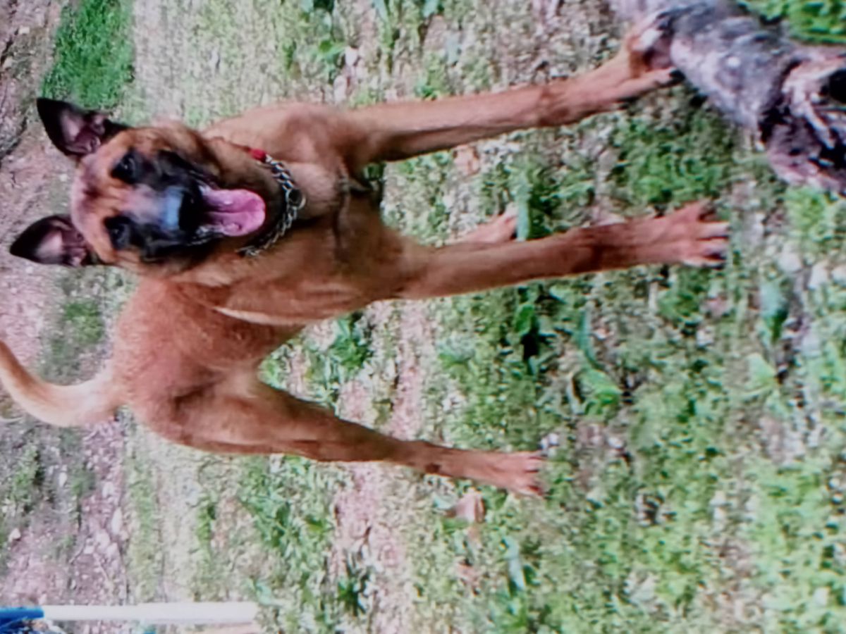 Mace's Neeco | Belgian Malinois 