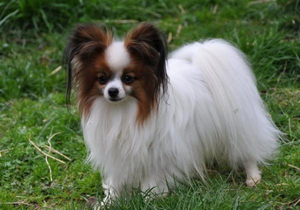 Road's End Duke | Papillon 