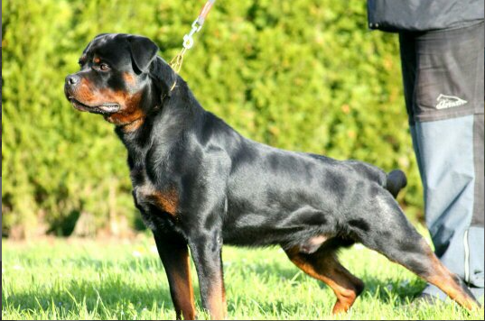 Tex von der Südpfalz | Rottweiler 