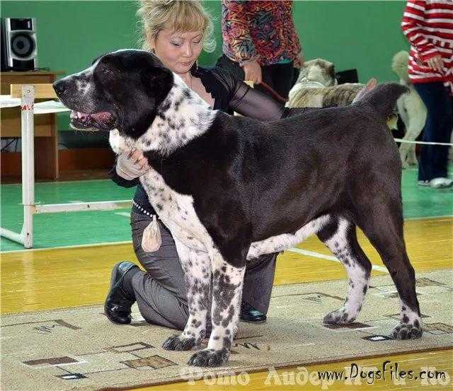 Temgila | Central Asian Shepherd Dog 