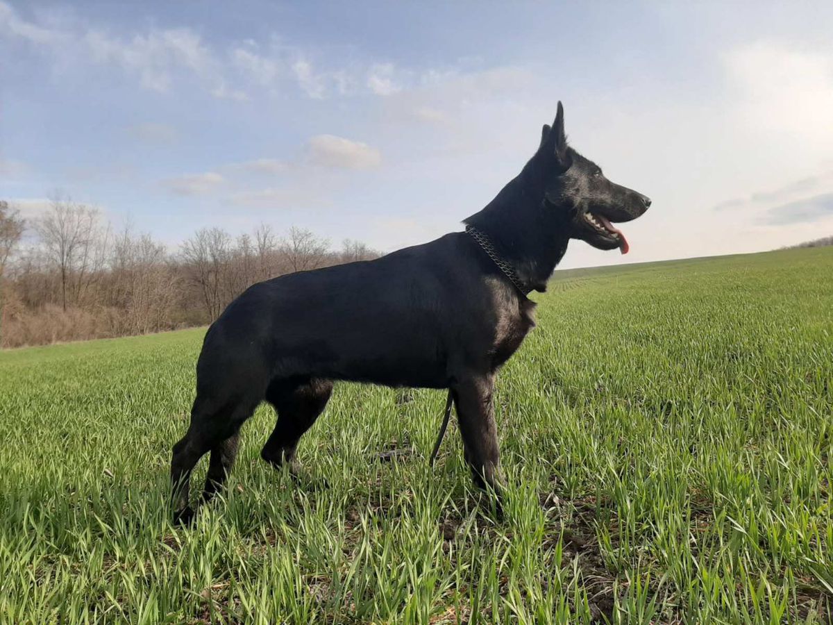 Alelana Habibi | German Shepherd Dog 