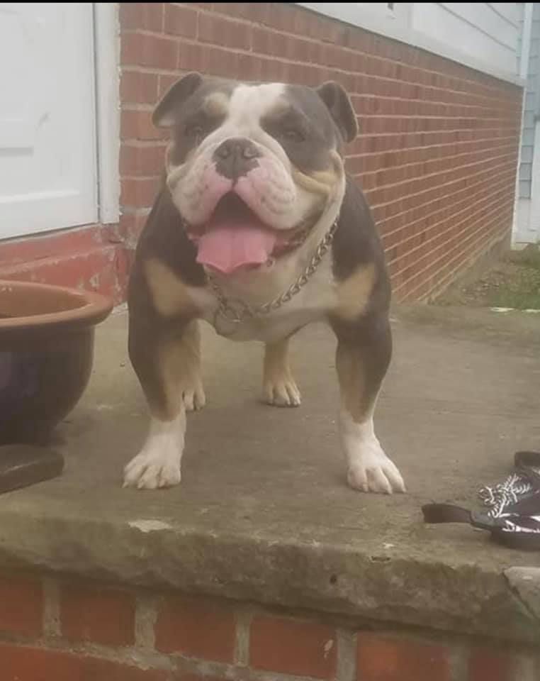 The Bull Ranch Mina | Olde English Bulldogge 