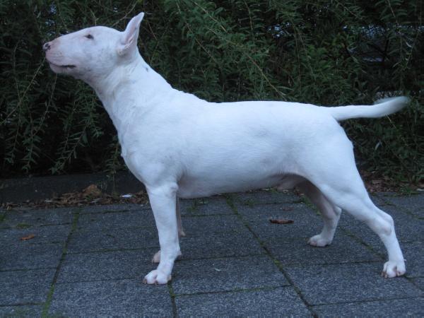 Seaside Bully's Daddy Cool | Bull Terrier 