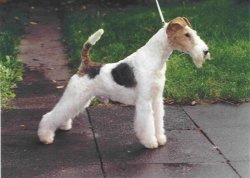 Carlos vom Jahnsteinhof | Wire Fox Terrier 