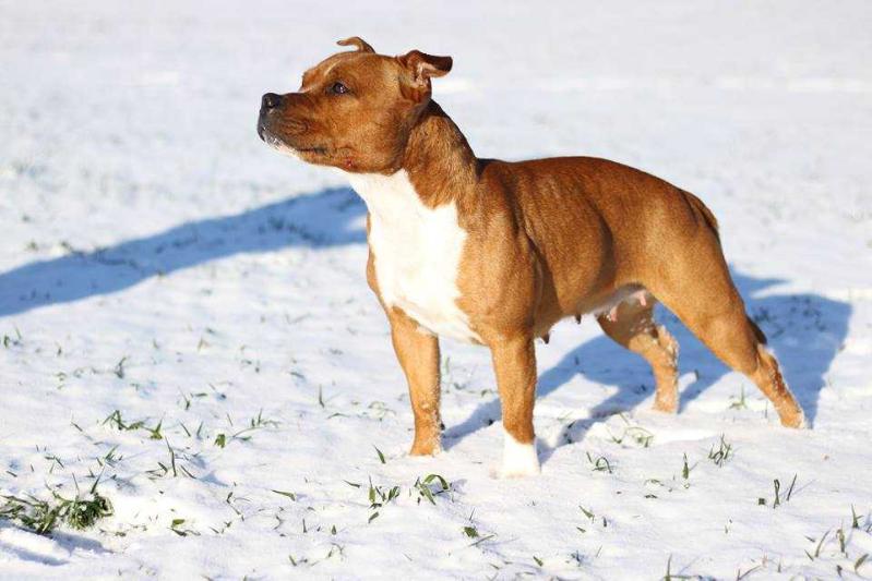 Holly Eso Bonatom | Staffordshire Bull Terrier 