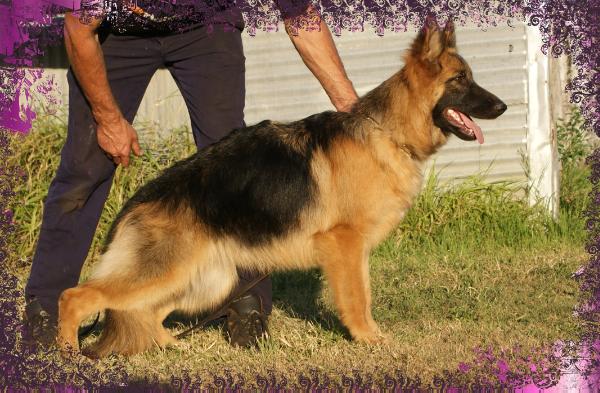 Kayrossi Batteries Not Included | German Shepherd Dog 
