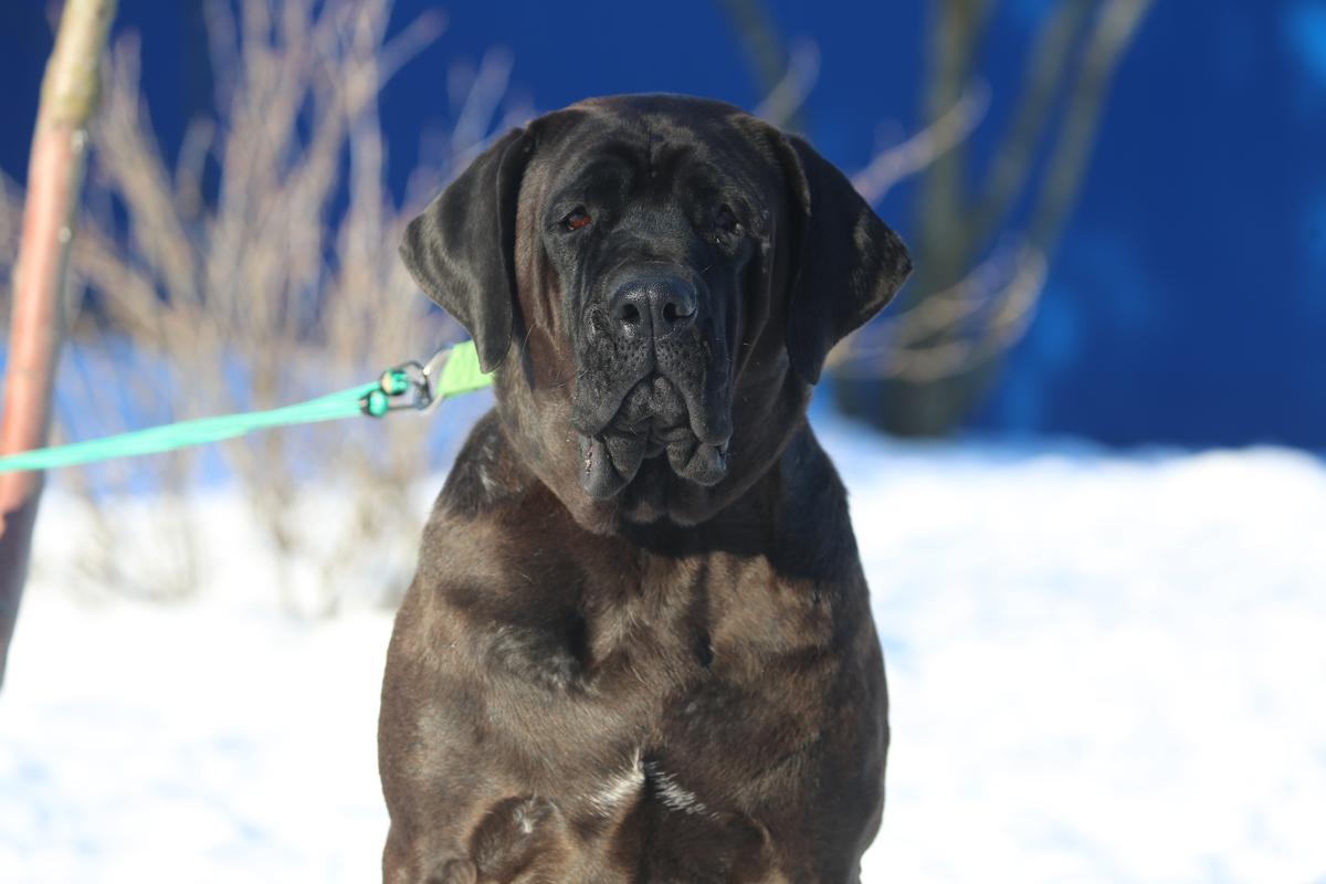 SOJTOR SZEPE OREO | Tosa 