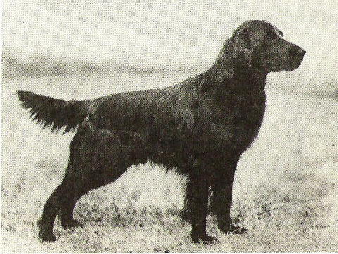 Revival of Ettington | Flat-Coated Retriever 