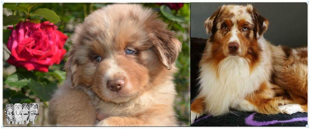 Loukoum dit rinti De La Vie Sans Soucis | Australian Shepherd 