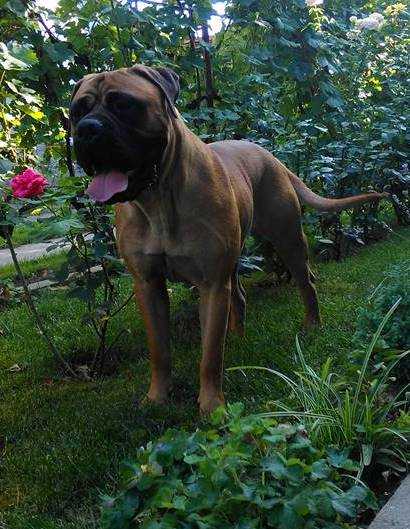 CADBURY | Bullmastiff 