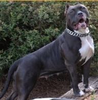 RCP Black Dahlia of MVP Bullies | American Pit Bull Terrier 