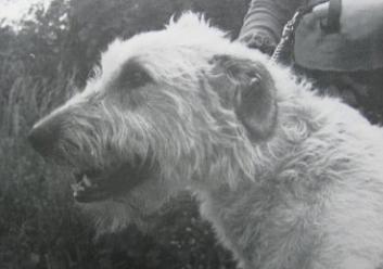 Feccna of Brabyns | Irish Wolfhound 