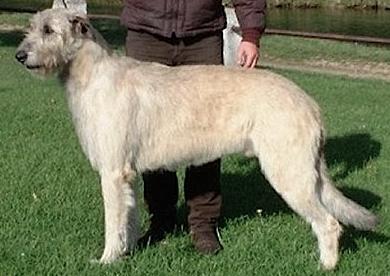 Olympio du Grand Chien de Culann | Irish Wolfhound 