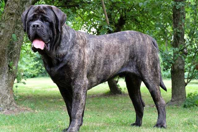 kONRAD (FLORES) | Mastiff 
