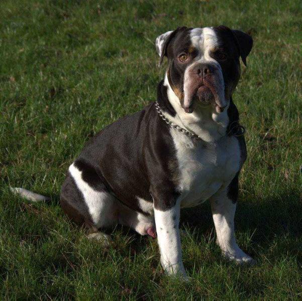 Catobulls Bertil | Olde English Bulldogge 