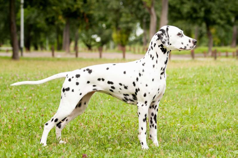 Lacrima Christi Countess of Obsidian | Dalmatian 