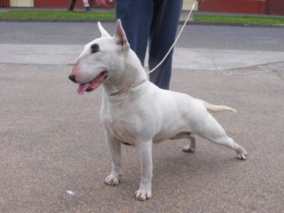 Raziel ben Bulltron | Bull Terrier 