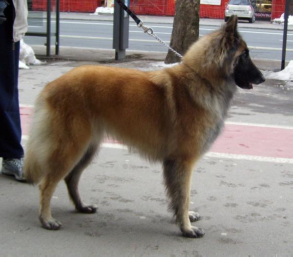 Ursine Comme Un Reve Noir | Belgian Tervuren 