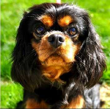 Hurricane Foxtrot Elgin | Cavalier King Charles Spaniel 