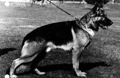 Condor vom Waldhang | German Shepherd Dog 