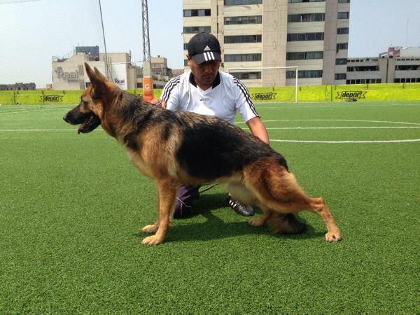 Katy von den elguevil | German Shepherd Dog 
