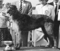 Ardkinglas Idol | Scottish Deerhound 