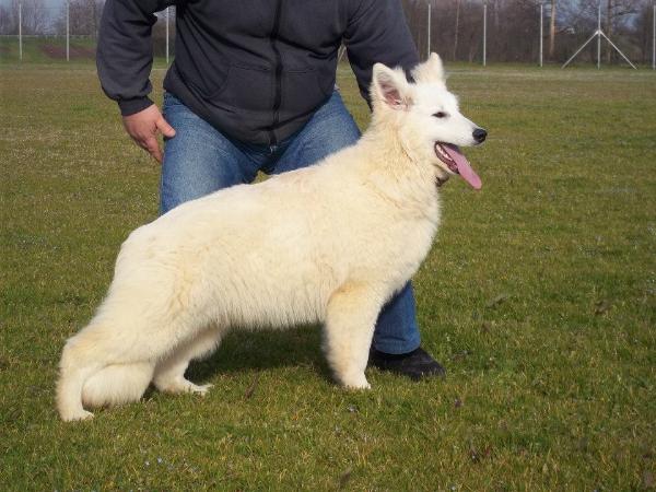 Damasco dell'Isma Silente | White Swiss Shepherd Dog 