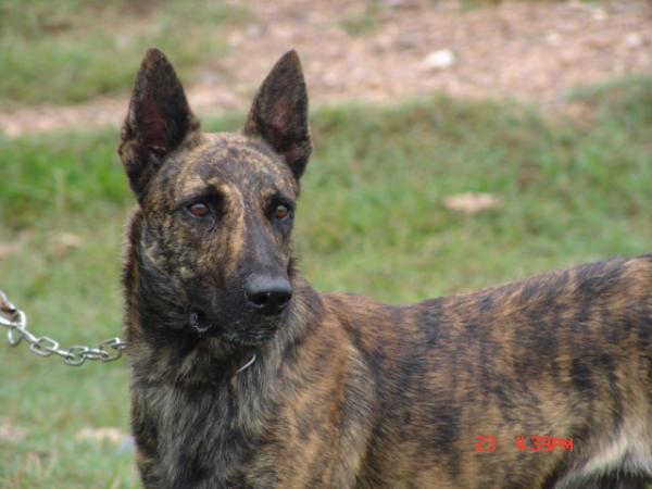 Appie Van  Het Struweel | Dutch Shepherd 