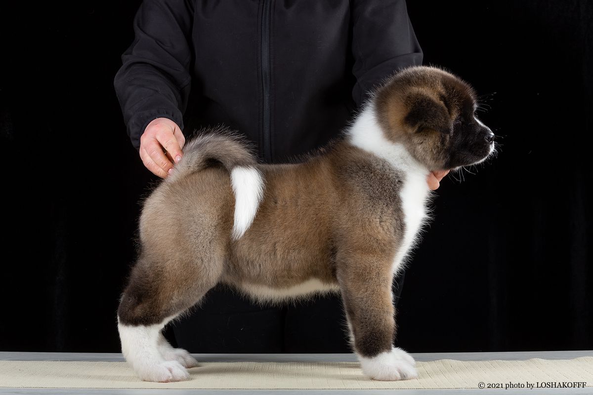 Redient Be Fashion | Akita 