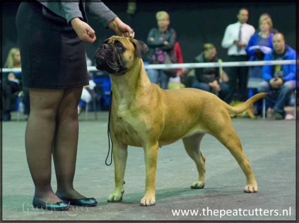 High Rollers Shake Ya Bum Bum | Bullmastiff 