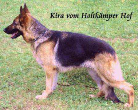 Kira vom Holtkämper Hof | German Shepherd Dog 