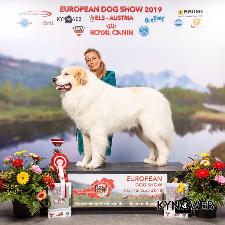 Echo de'Chien Escuda pour Garcon | Great Pyrenees 