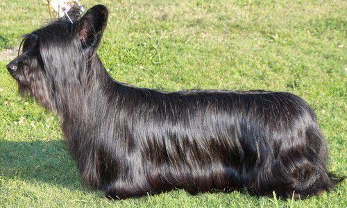 Mariquita Flash Porche | Skye Terrier 