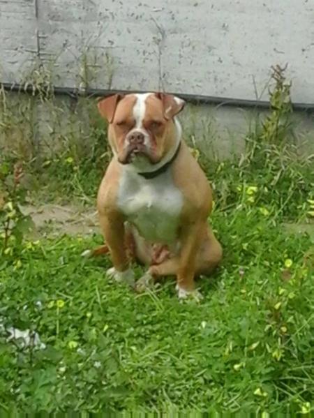 Jonica Bulldog's Cuba of Goodfellas | American Bulldog 