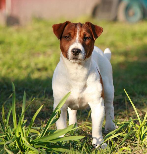 Lovely-Orange Wallet Full | Jack Russell Terrier 