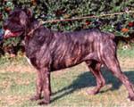 Amleto | Cane Corso 