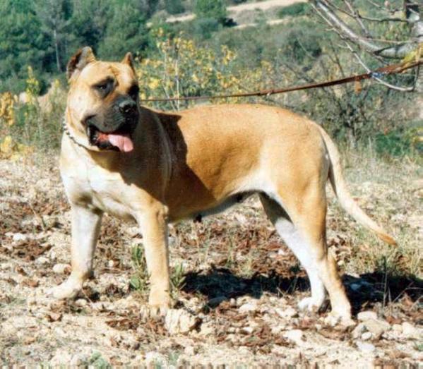 Zimba de Casa del Presa | Perro de Presa Canario 