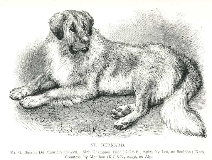 Chang (c.1897) [Mr. G. Busson Du Maurier's] | Saint Bernard 